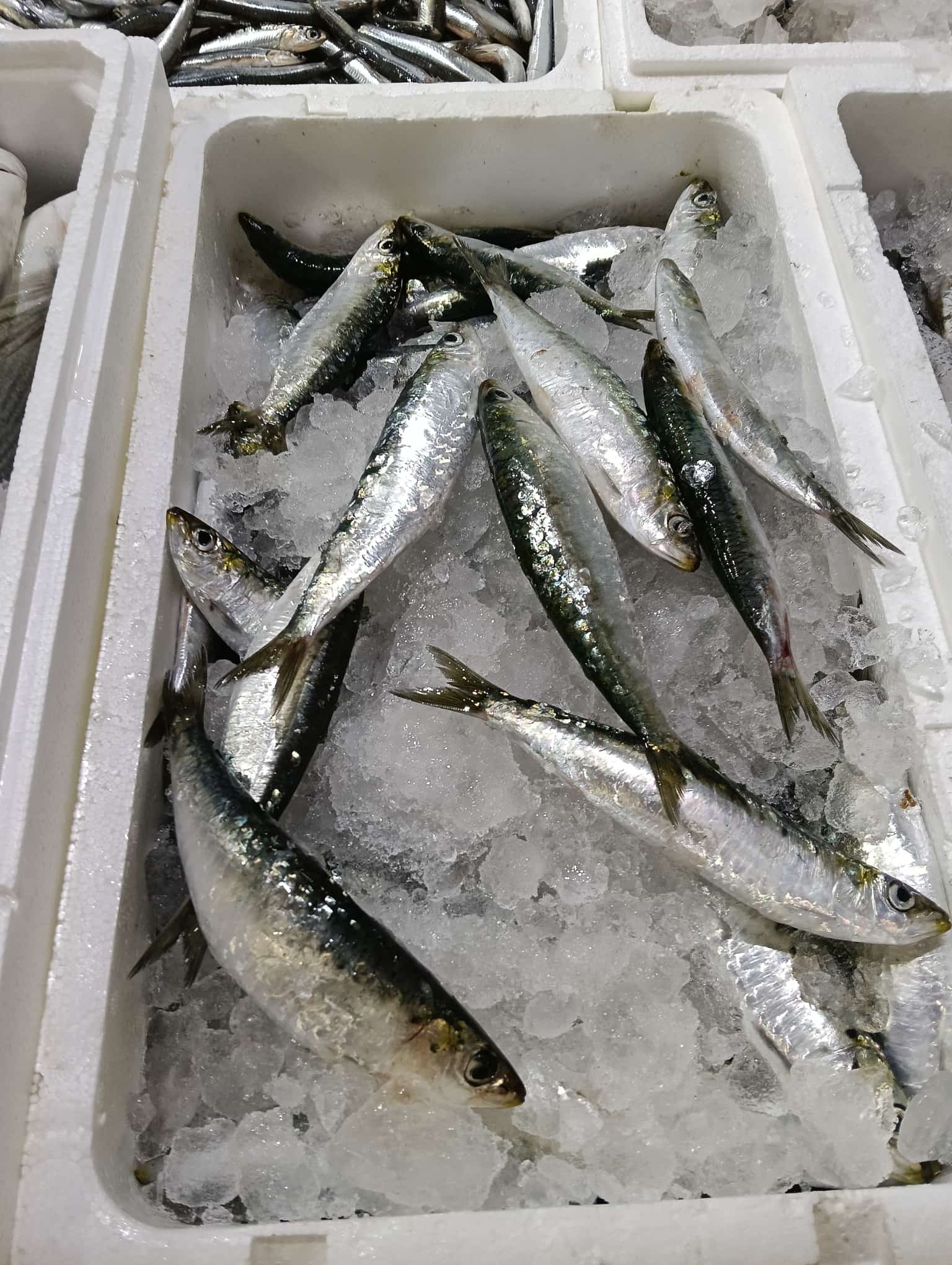 pescadillas Pescadillas sobre hielo